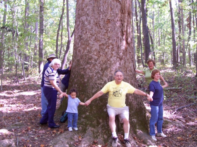 The Big Poplar at Shallowford Battleground